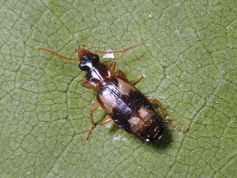 Carabidae: Philorhizus quadrisignatus